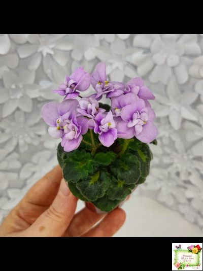 Fay's Madeleine (F. Wagman)