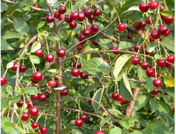 Маяк(вишня)