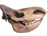 WOOLLY  rhinoceros, носорог, шерстистый, мамонт, рог, рога, челюсть, кость, скелет, вымерший, зубы