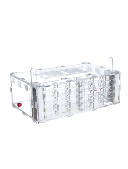 Комплект формикарий 4ants Crystal XL 3.0  с муравьями Messor Structor