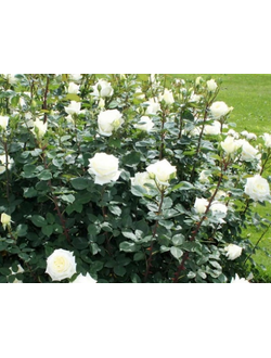 Роза чайно-гибридная "Белый медведь"