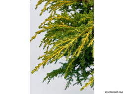 Можжевельник средний Голд Стар с доставкой по Москве в питомнике красовский-сад.рф