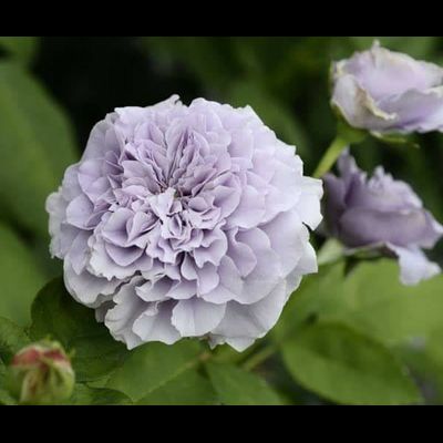 Тамамо (Tamamo)