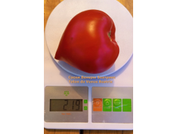 Томат Сосок Венеры Беатрикс (Teton de Venus Beatrix), Польша