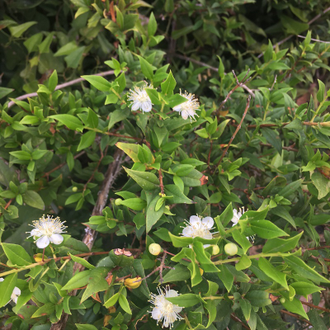 Мирт (Myrtus communis) зеленый, листья (5 мл) - 100% натуральное эфирное масло