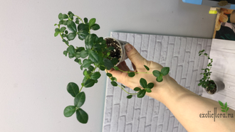 Ficus Vacinoides / фикус вакиноидес