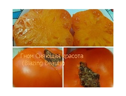 Томат гном Сияющая красота (Dwarf Blazing Beauty)