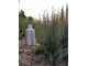 Розмарин хем. вербенон (Rosmarinus officinalis CT verbenon) 5 мл - 100% натуральное эфирное масло