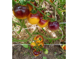 Томат Лесной Голубой Шмель (Bosque Blue Bumblebee)