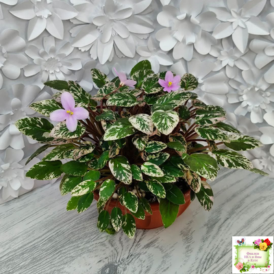 Adeara (P. Tracey) (3975) 06/02/1980 трейлер