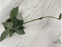 13/12/2024 hoya lacunosa Eskimo silver splash