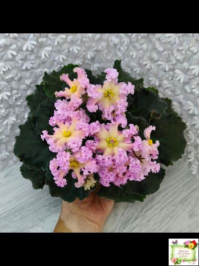 РМ-Оранжевое Лето (Н. Скорнякова) 2022 г.