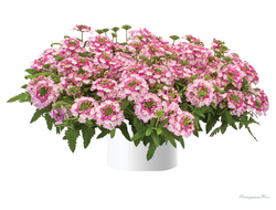 Вербена Vanessa Bicolor Pink