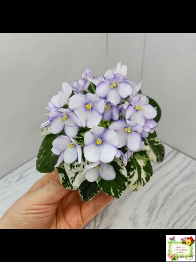 Н-Горный Воздух (Н. Бердникова) 2018