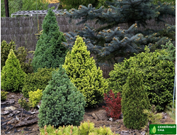 ХВОЙНЫЕ РАСТЕНИЯ