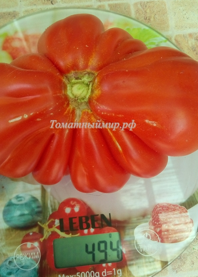 Томат Красная груша гигант Гран-Сассо  (Red Pear Giant Gransasso), Италия