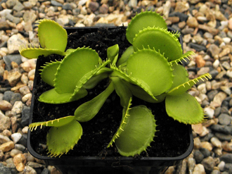 Dionaea muscipula Harmony