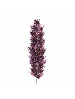 лиственные Бук лесной пурпурный fagus sylvatica+purple