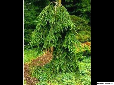 Ель Фробург - Фото 1 - красовский-сад.рф