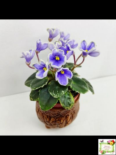 Н-Лесной Родник (Н. Бердникова) 2015 (детка-стартер)