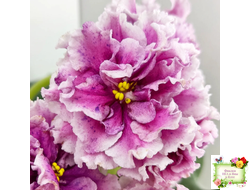 ВаТ-Агат Розовый (Т. Валькова) 2019 г. (лист посажен 21.09.25)