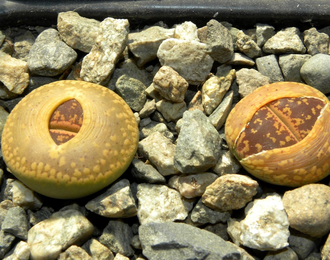 Lithops aucampiae (Kuruman form) C012 (MG-1550.1)