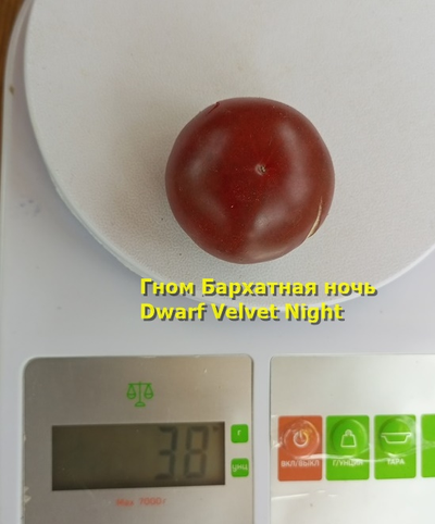 Томат гном Вельвет найт (Бархатная ночь, dwarf Velvet Night)