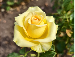 Олдувай (Olduvai)