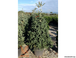 Пихта испанская Глаука - фото в саду - красовский-сад.рф