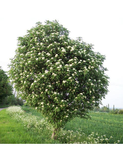 Черемуха обыкновенная, С10,100-150