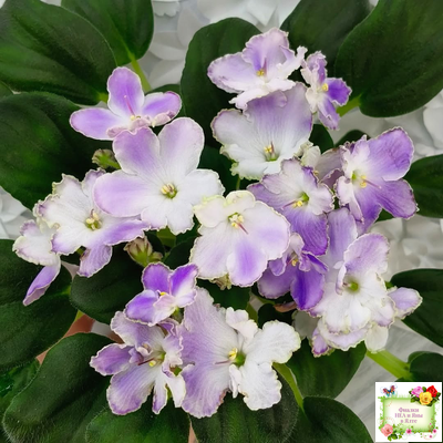 LV-Цветы для Любимого (Л. Шевелева) 2025 г. трейлер (клакамасный лонг)