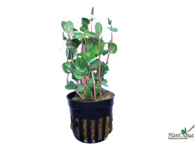 Ротала Шимога (горшок)