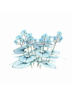 цветы Бруннера крупнолистная Джек Фрост Brunnera Macrophylla Jack Frost