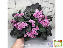 Dresden Doll (P. Harris) (7259) 11/24/1989 трейлер