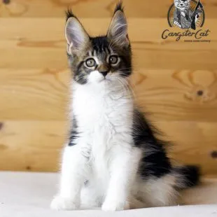 Волгоградский питомник Мейн кунов GangsterCat. Сайт: www.gangstercat.ru Тел: +7 (917) 335-09-66 (WhatsApp, Viber, Telegram), Татьяна.