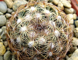 Coryphantha delicata RUS 051