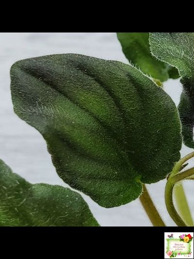 LV-Кирюша (Л. Шевелева) 2022 г. трейлер (пасынок посажен 15.08.25)