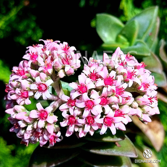 Крассула Спрингтайм, Crassula Springtime, Крассула Весна, букет невесты ...