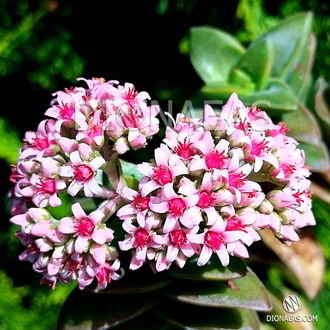 Крассула Спрингтайм – Crassula Springtime - Крассула Весна - толстянка Букет Невесты