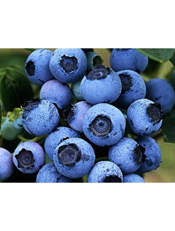 Голубика Блюджей, С2,10-20