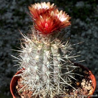 Neoporteria simulans RUS-204  - 5 семян