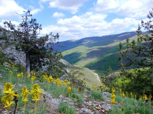 Барская поляна в Крыму