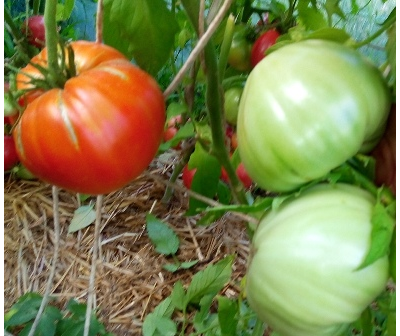 Томат Плоские сердца минусинские