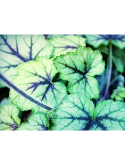 Гейхерелла Блу Райдж