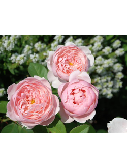 Алнвик Роуз (The Alnwick Rose), корнесобственная ЗКС