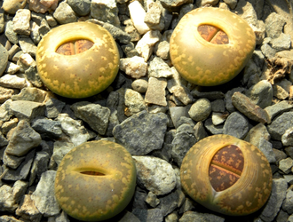 Lithops aucampiae (Kuruman form) C012 (MG-1550.1)