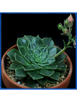 Graptopetalum bellum