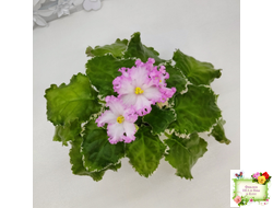 Nik-Обыкновенная Богиня (Н. Булко) 2023 г. (сортовая омоложенная розетка)