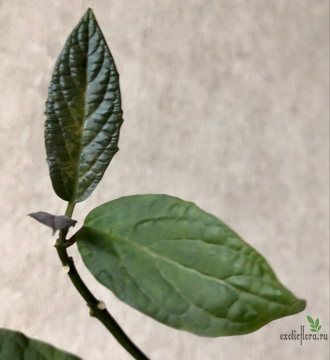 Clerodendrum Quadriloculare (Yellow Variegated) / Клеродендрум фейерверк сплеш