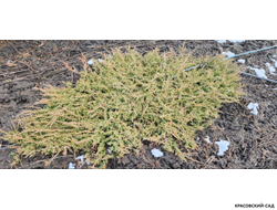 Можжевельник обыкновенный Green Carpet - фото в снегу - красовский-сад.рф